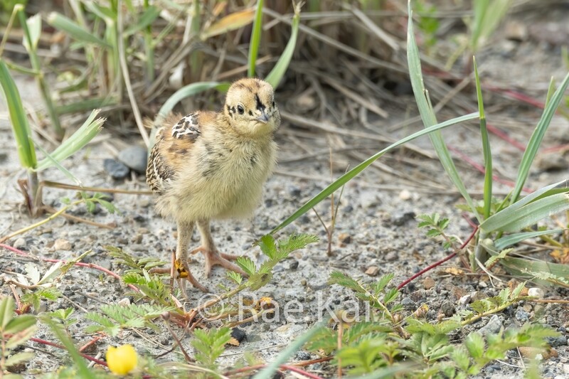 Baby Grouse-Traditional Photo