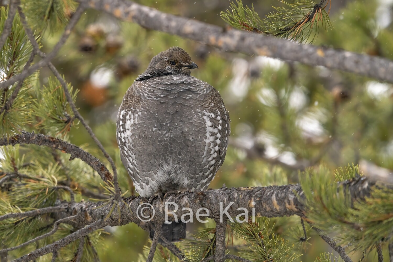 Blue Grouse-Traditional Photo