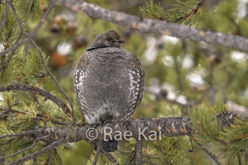 Blue Grouse-Traditional Photo