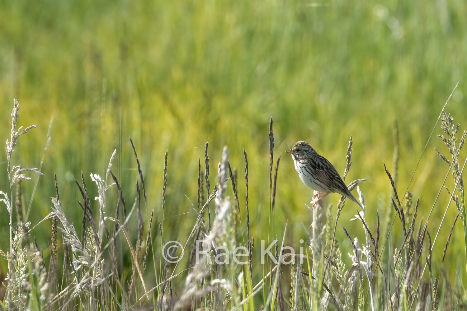 Sparrow Lookout-Traditional Photo