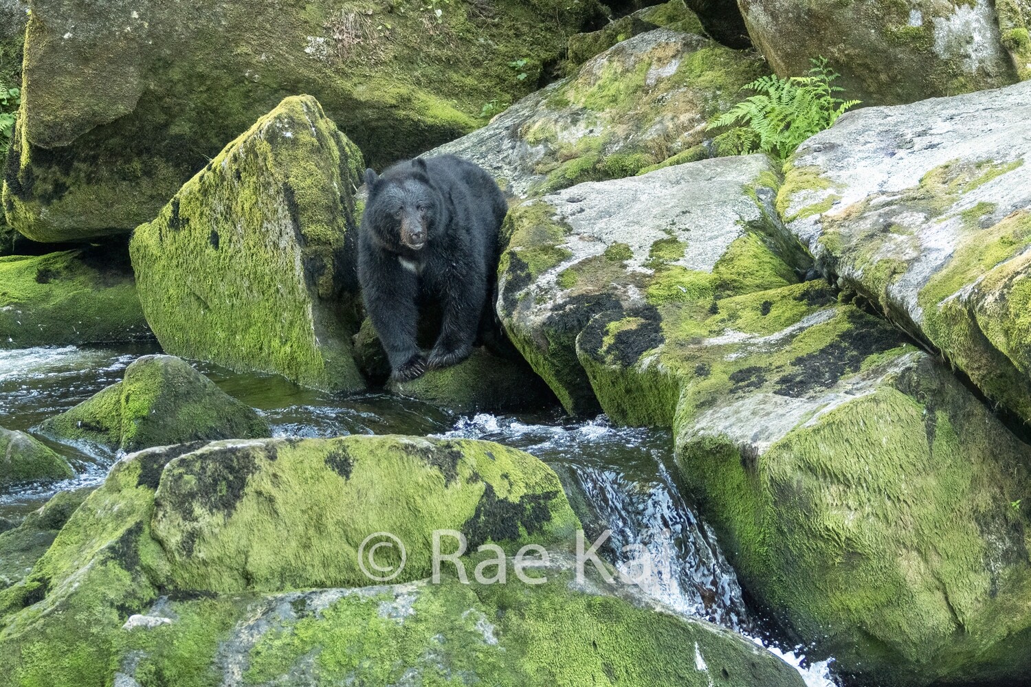 Mossy Rocks-Traditional Photo