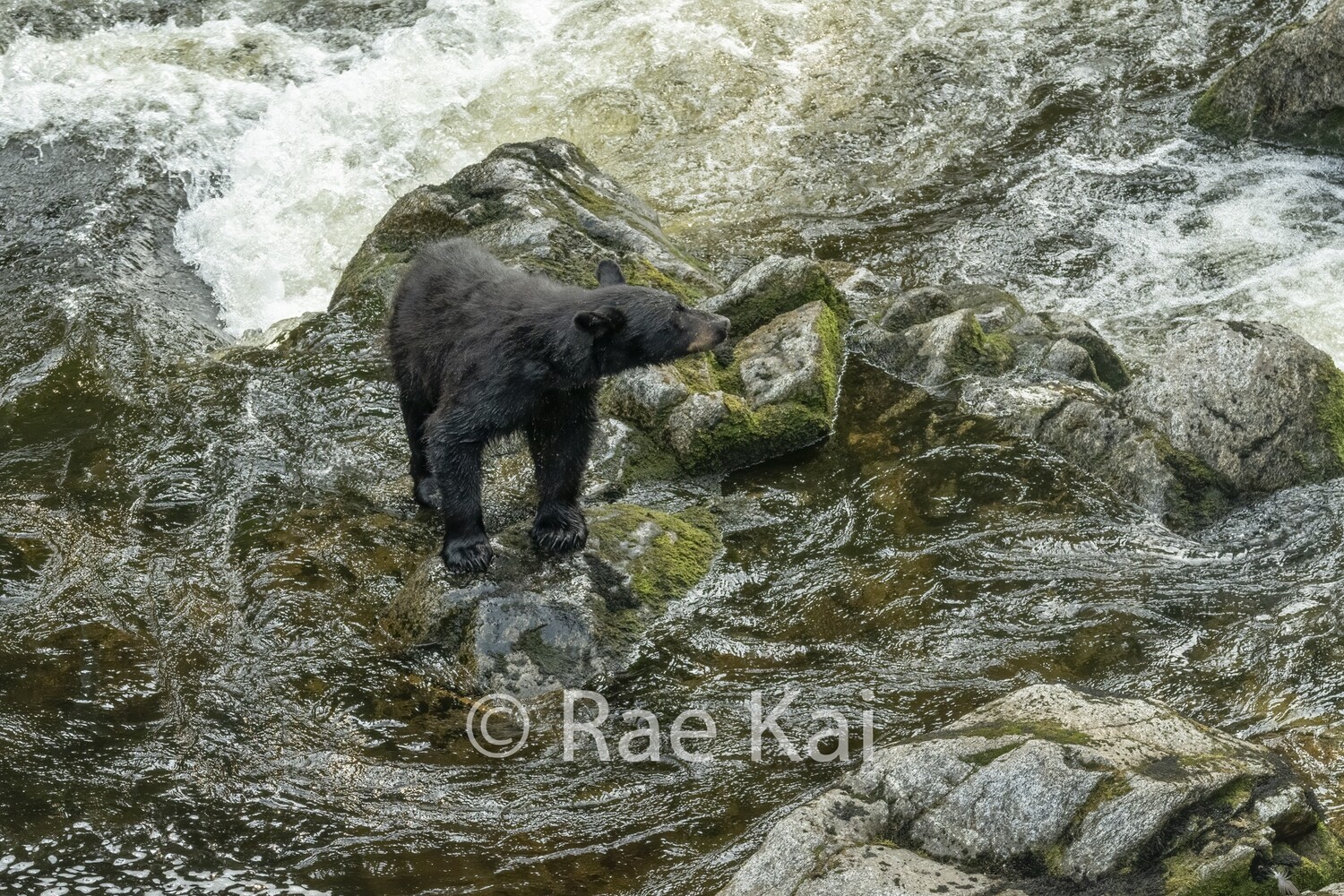 River&#39;s Bend-Traditional Photo