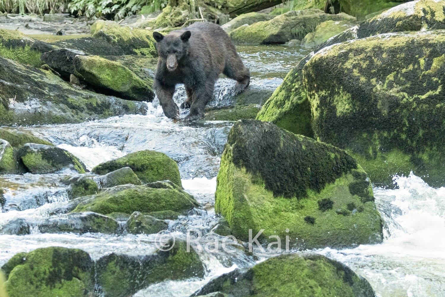 River Walker-Traditional Photo