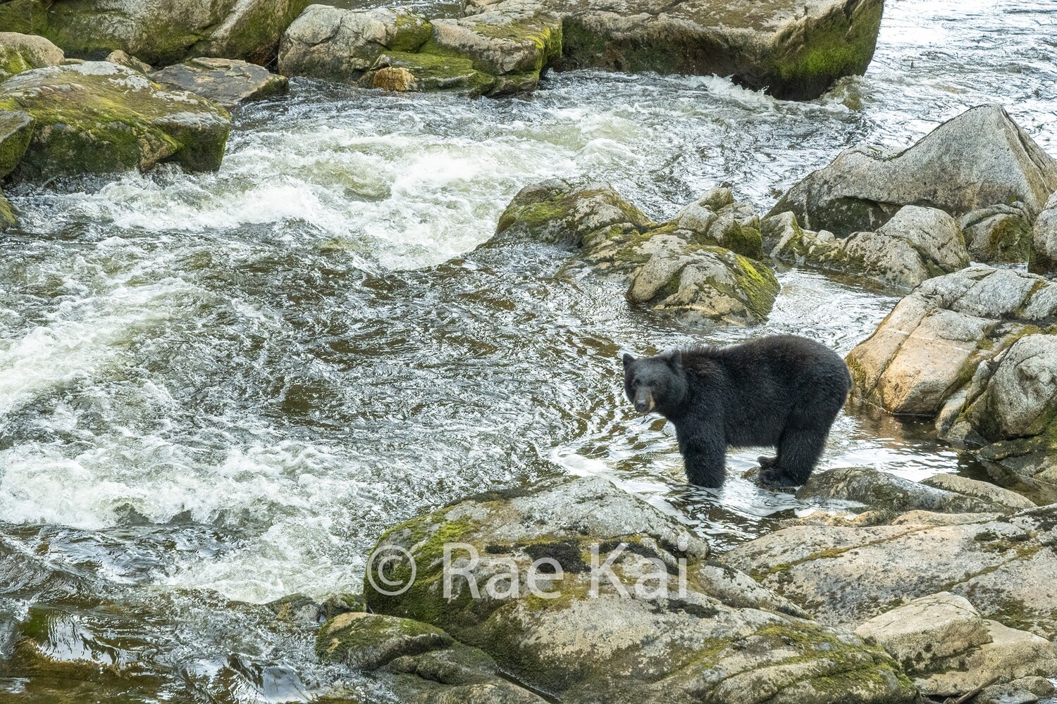 River&#39;s Edge Black Bear-Traditional Photo