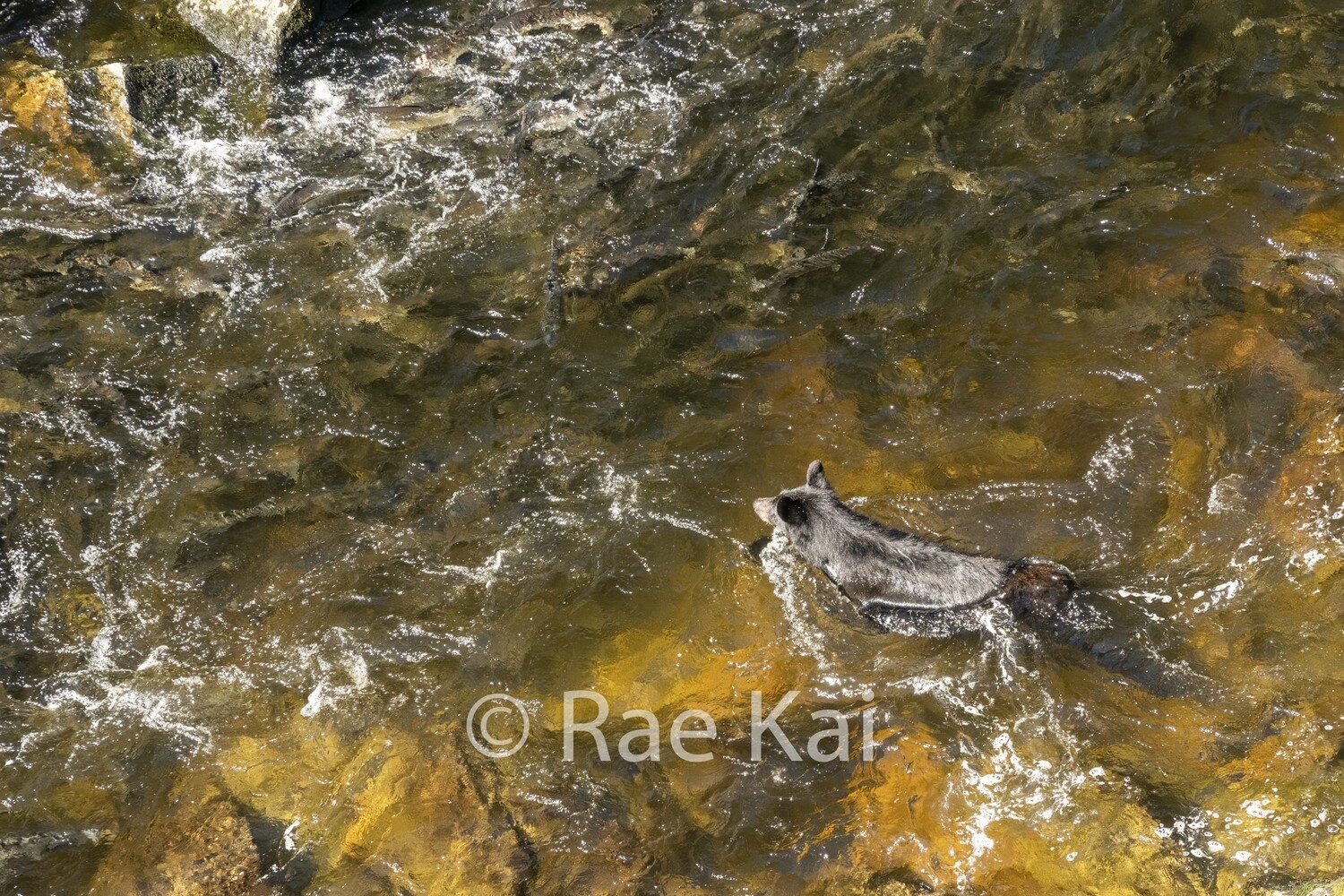 Salmon Swim-Traditional Photo