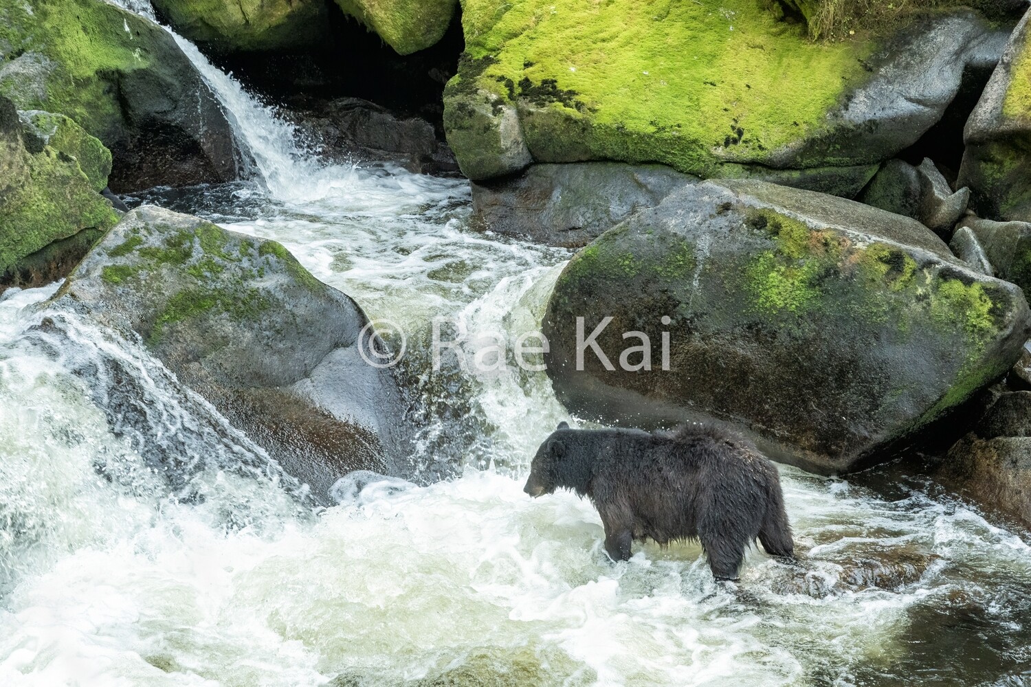 Waterfall Fishing-Traditional Photo