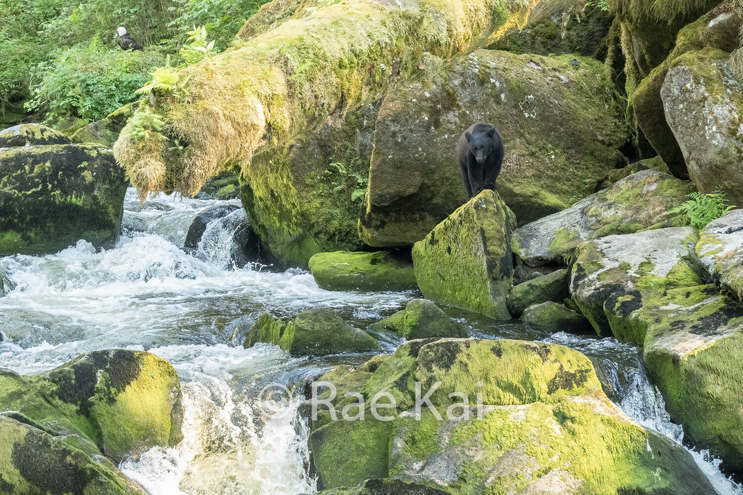 Waterfall King-Traditional Photo