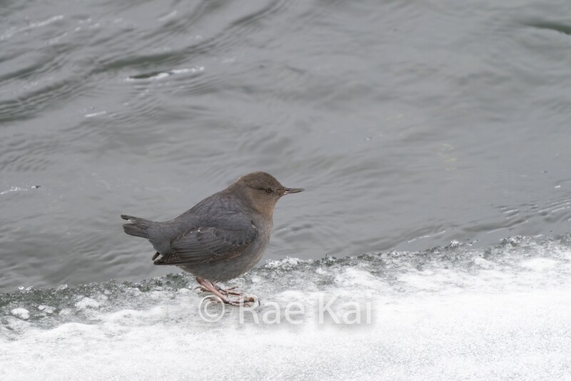 American Dipper-Traditional Photo