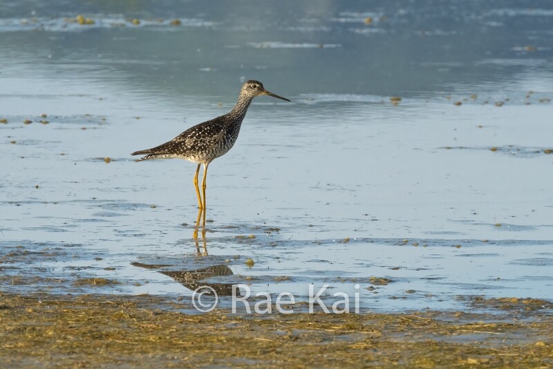 Alaskan Shorebird-Traditional Photo