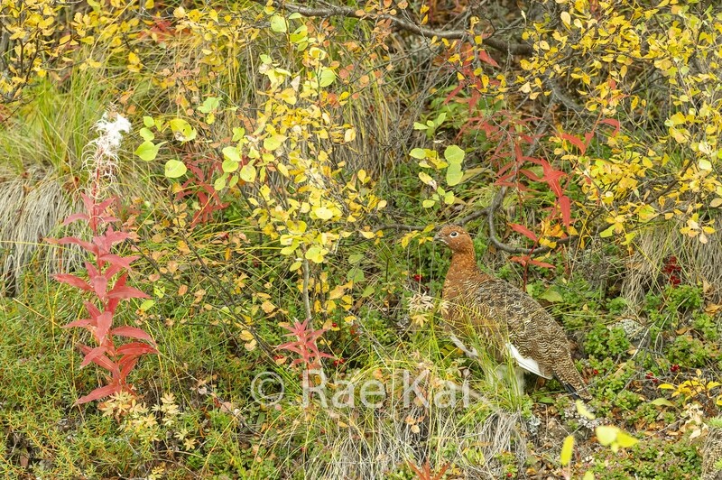 Fall Ptarmigan-Traditional Photo