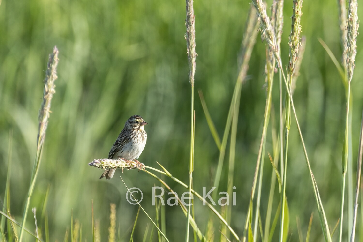 Grass Perch-Traditional Photo