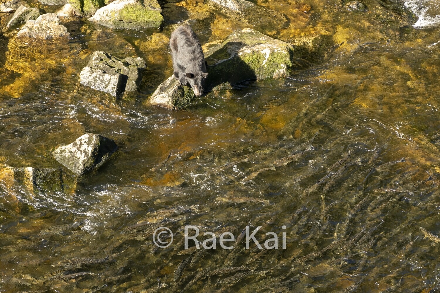 Return Of The Salmon-Traditional Photo