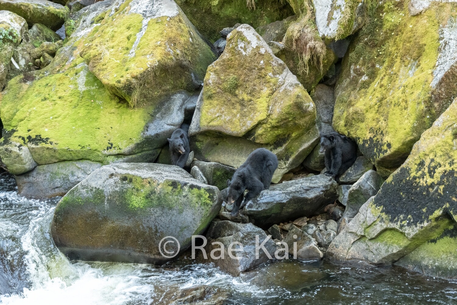 Rock Gang-Traditional Photo