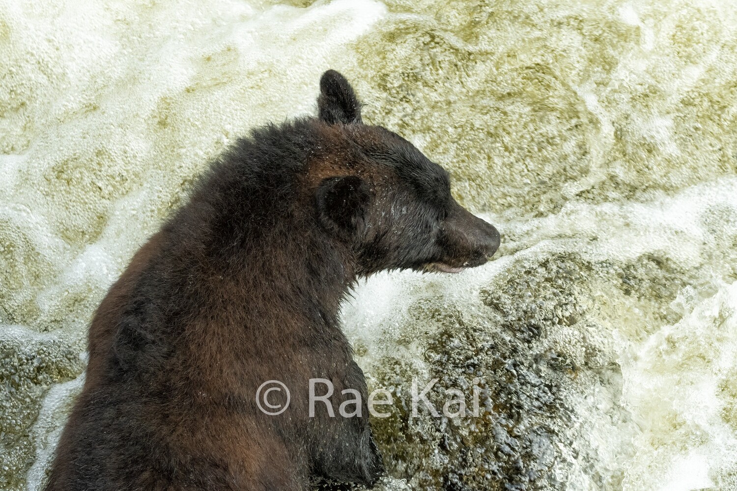 A Bear&#39;s Perspective-Traditional Photo