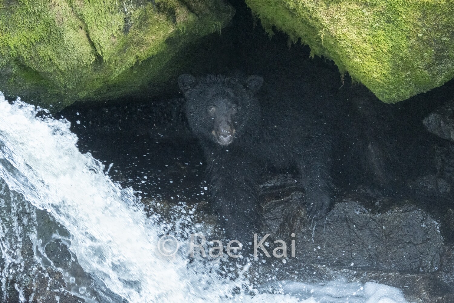 Cave Bear-Traditional Photo