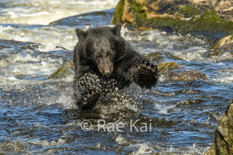 Claws Out-Traditional Photo