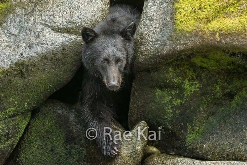 Cave Dweller-Traditional Photo