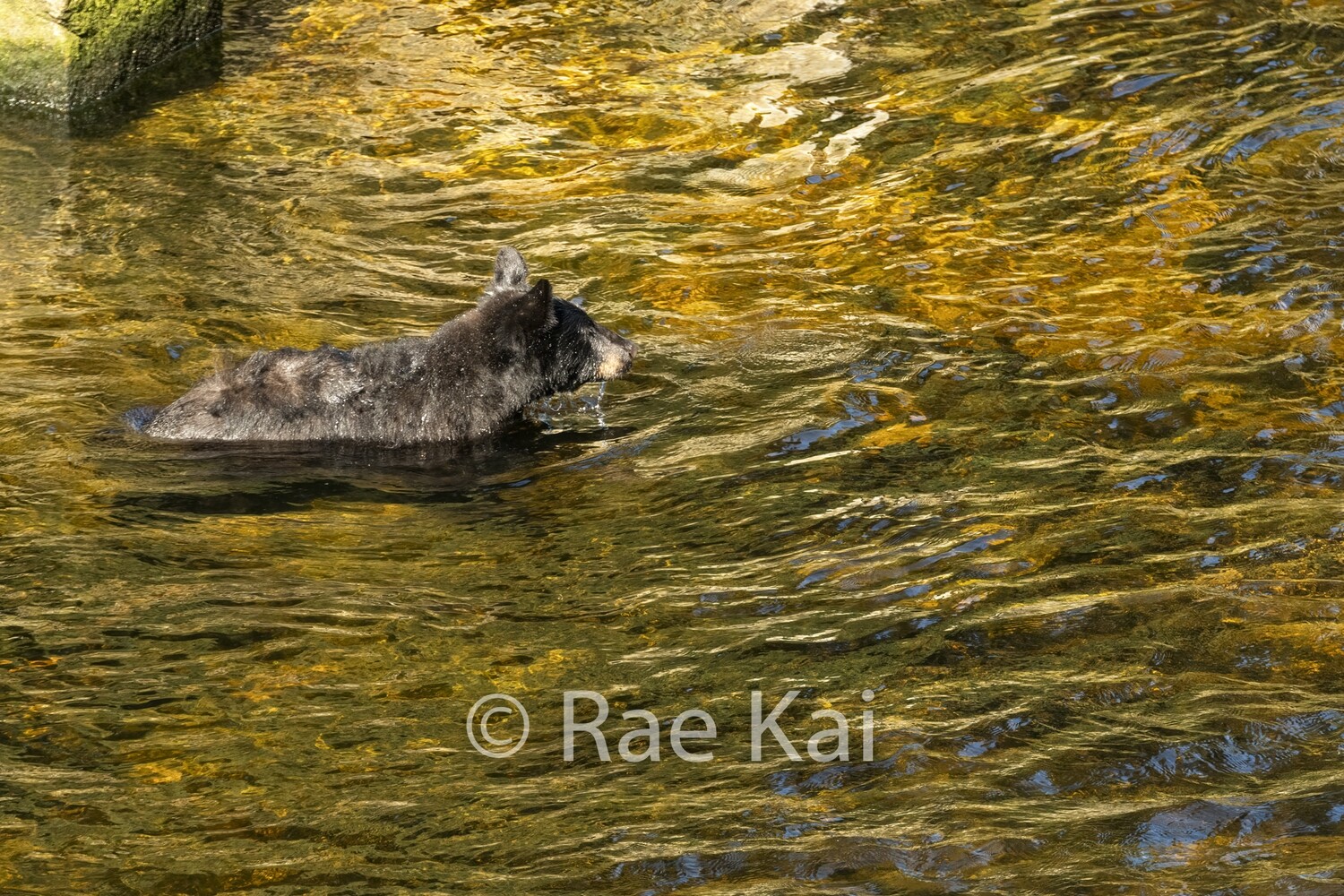 Clear Water Swim-Traditional Photo