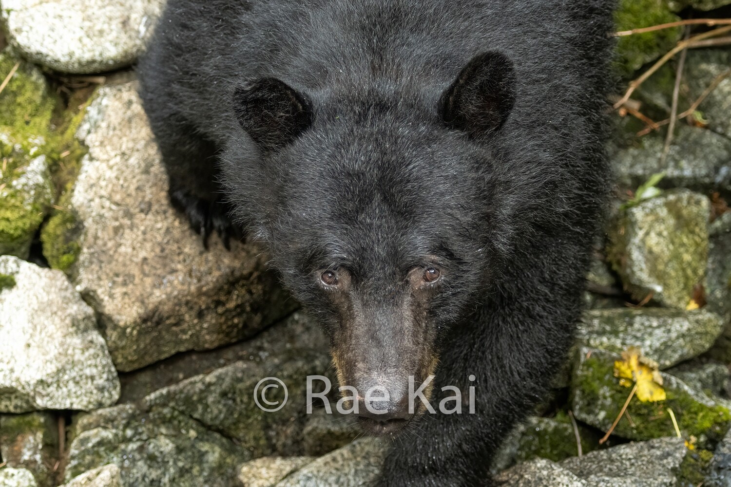 Looking Right At You-Traditional Photo