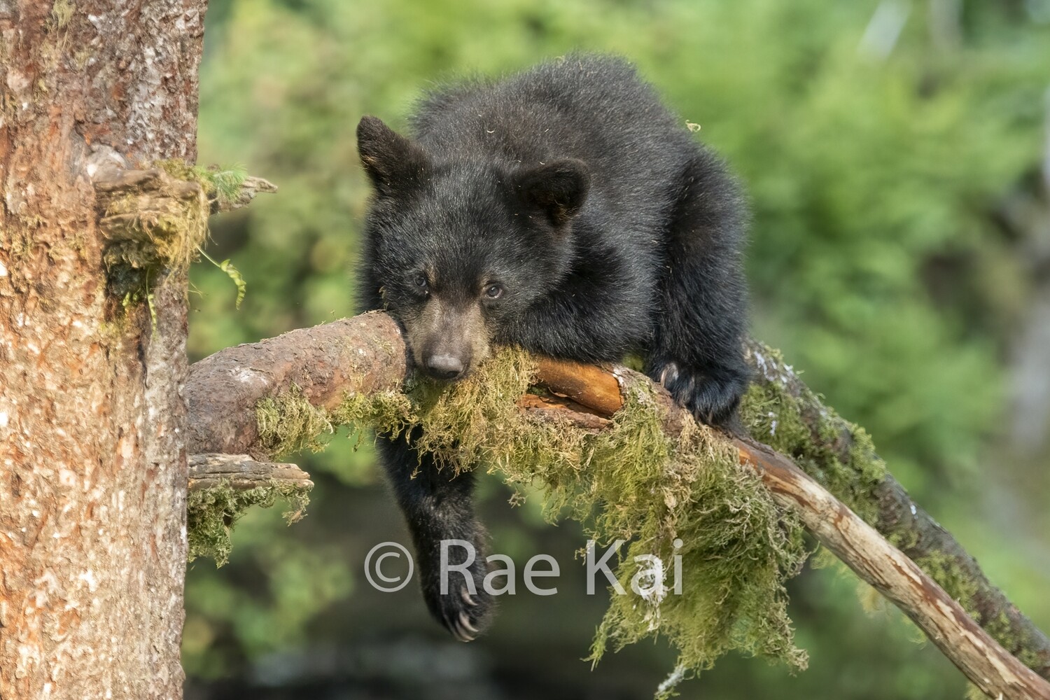 Paw Rest-Traditional Photo