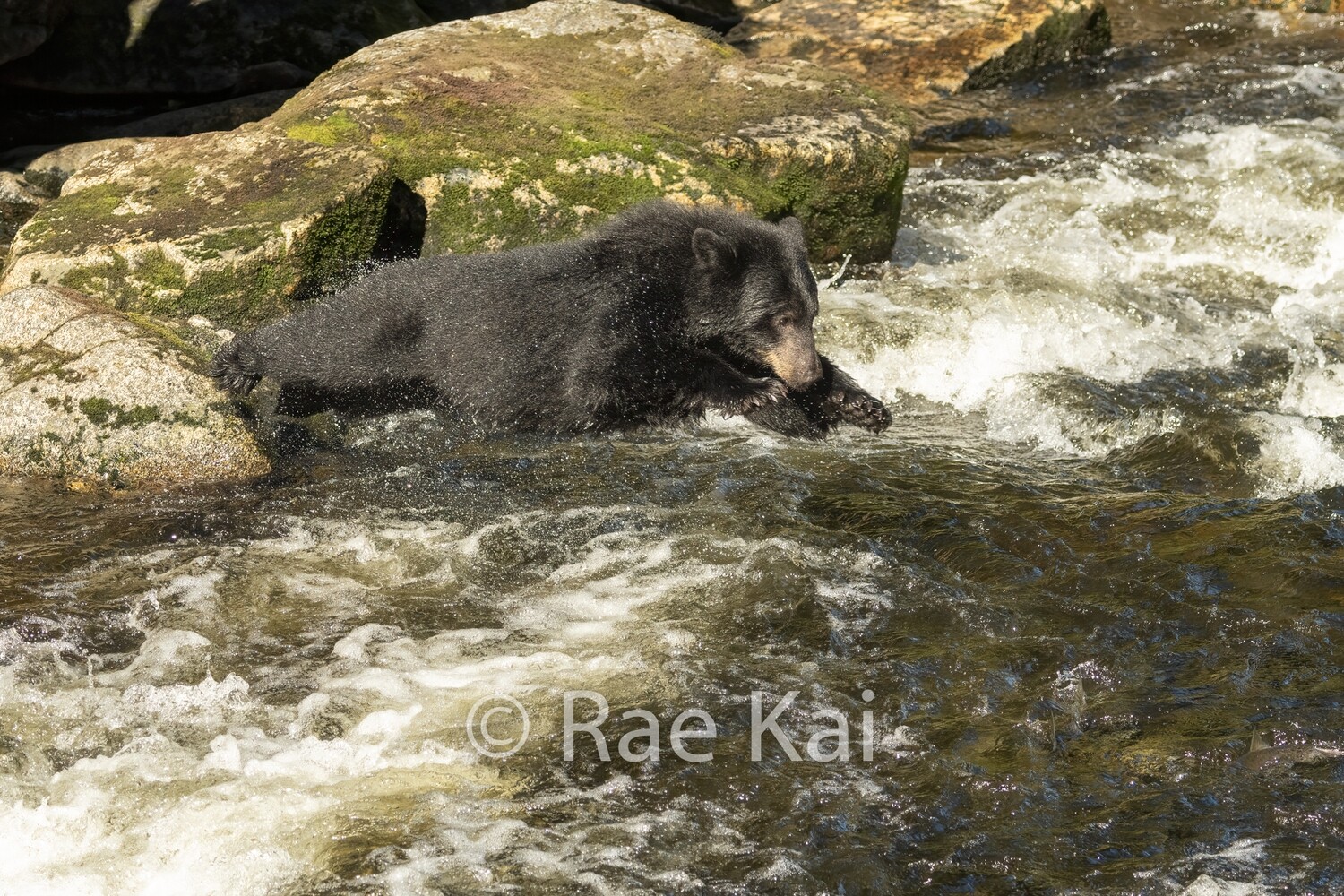 Perfect Dive-Traditional Photo