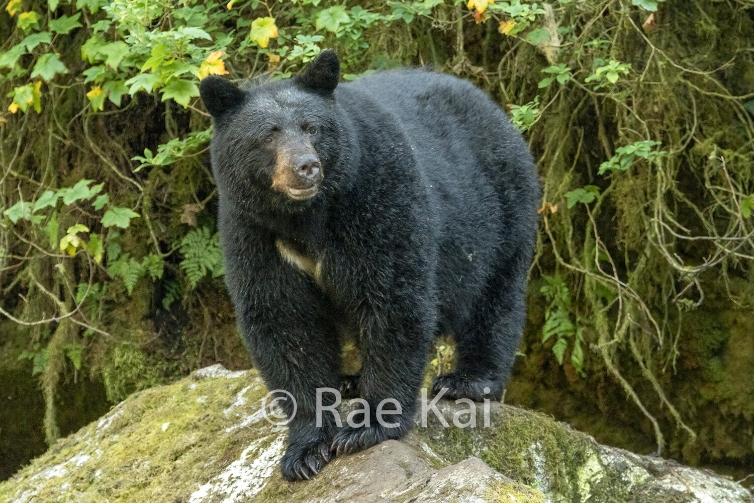 Rock Pose-Traditional Photo