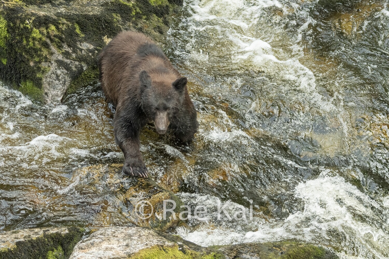 Salmon Swipe-Traditional Photo