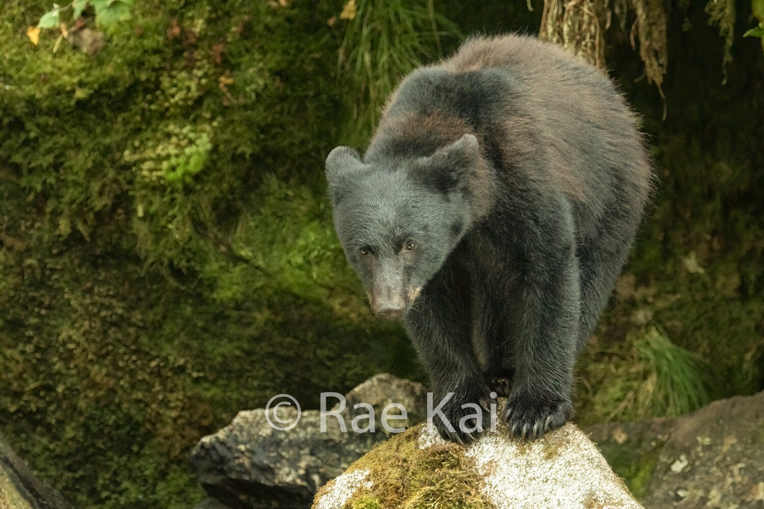 Small Rock-Traditional Photo