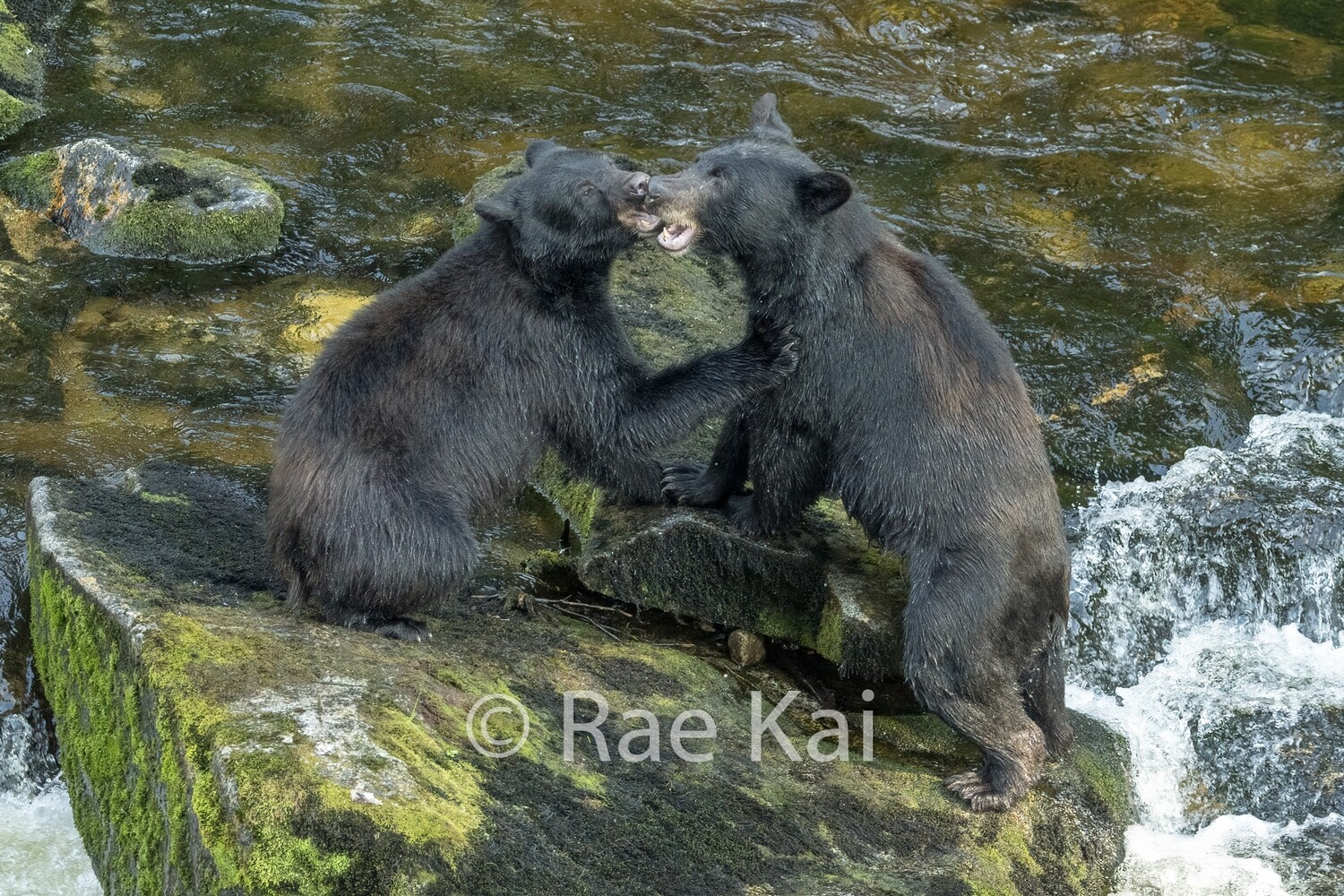 Bear Brawl-Traditional Photo