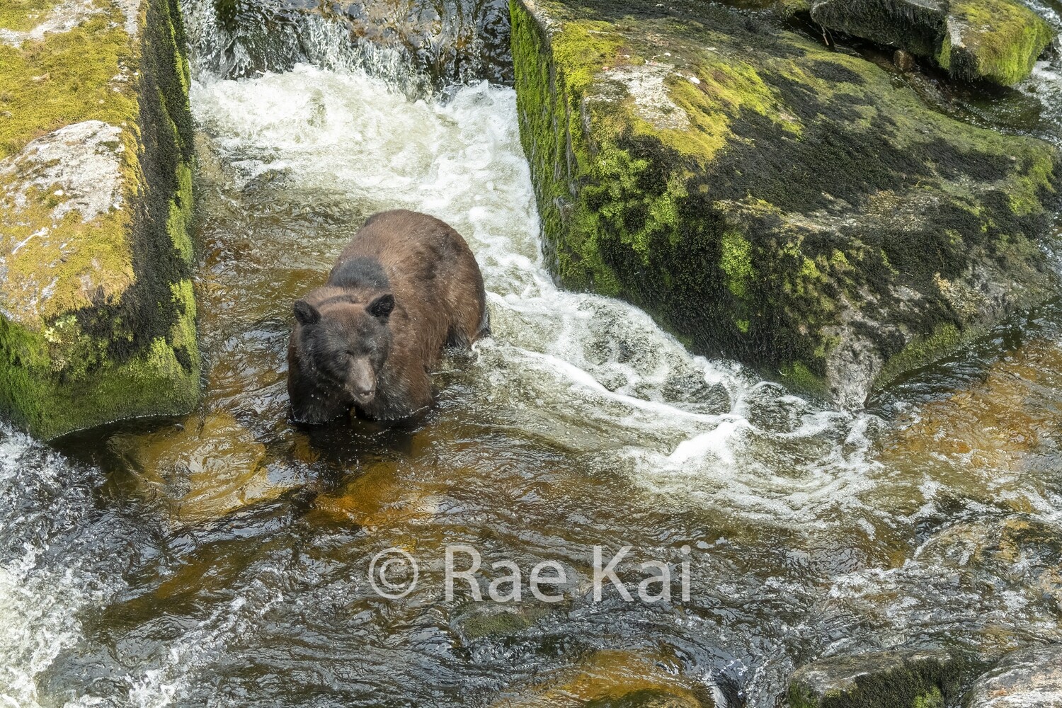 Between The Rocks-Traditional Photo