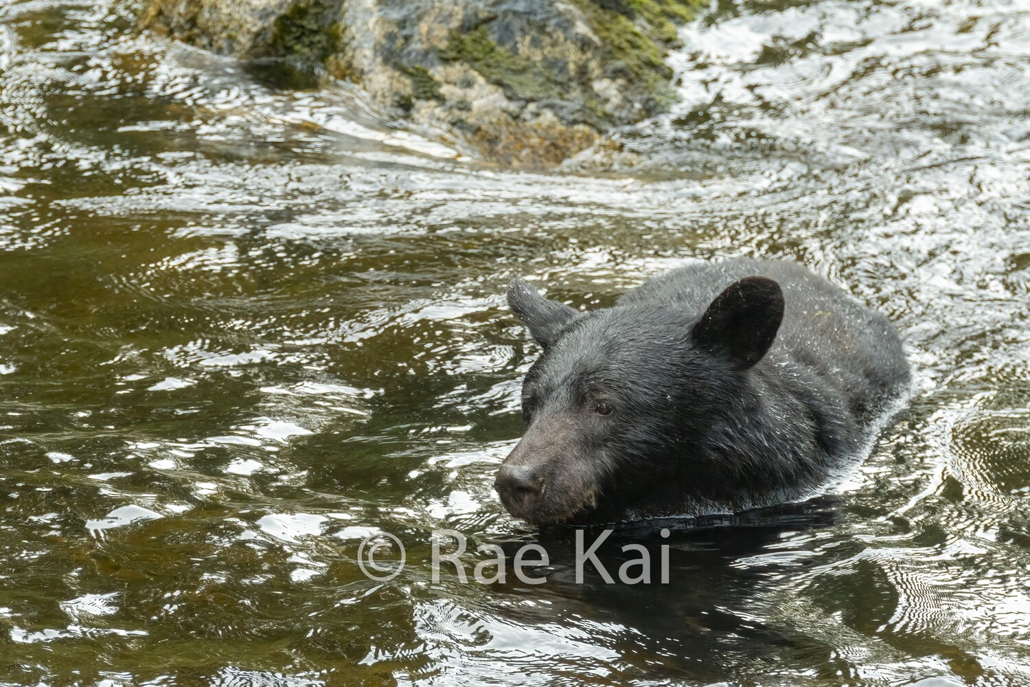 Black Bear Swim-Traditional Photo