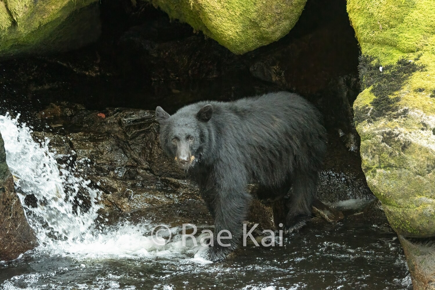 Cave Fishing-Traditional Photo