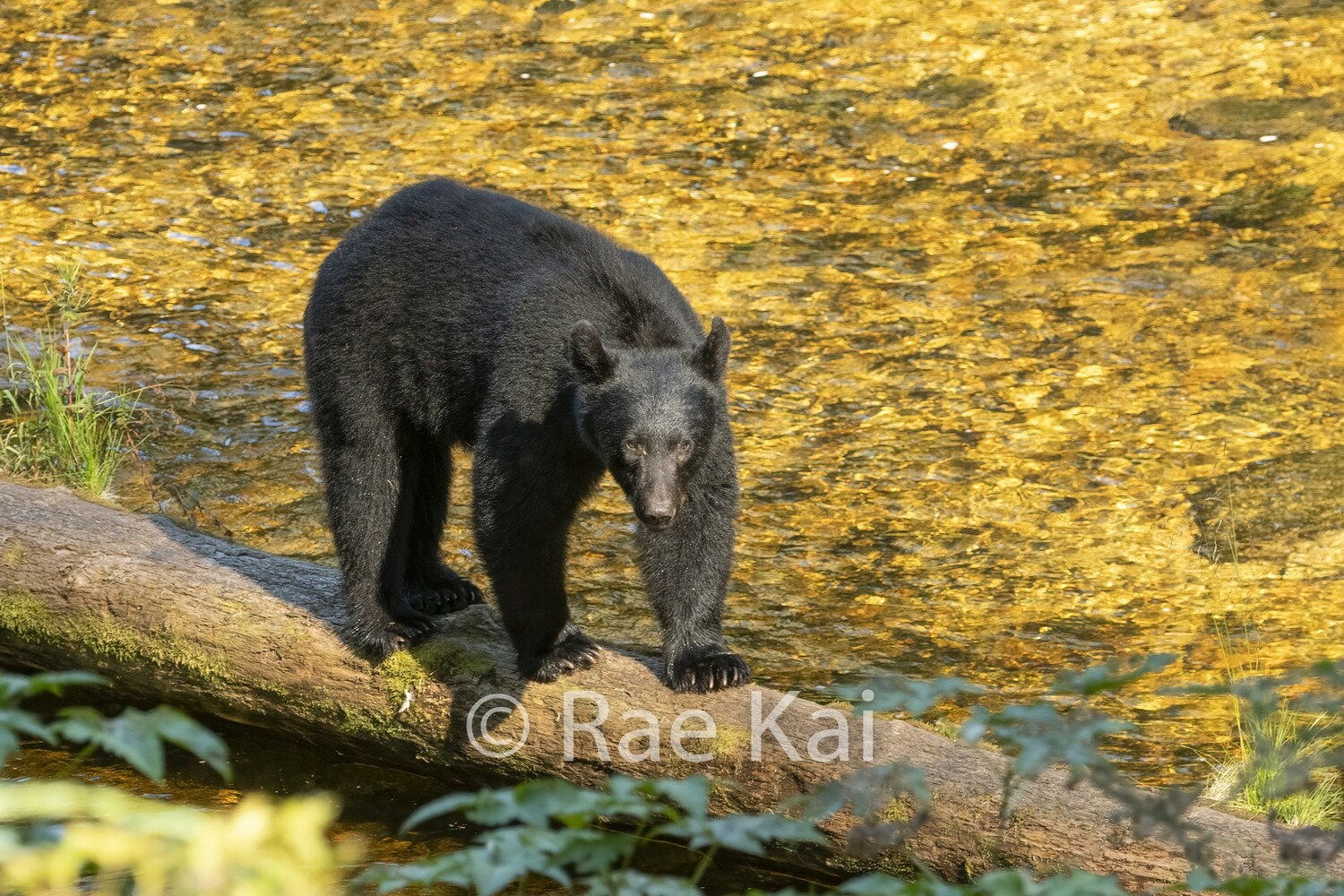 Golden Walk-Traditional Photo