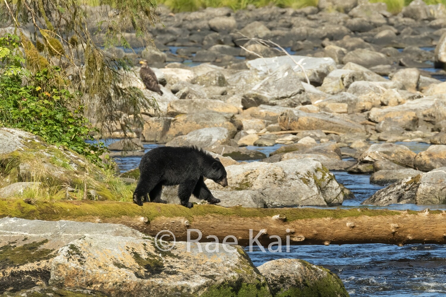 Log Crossing-Traditional Photo