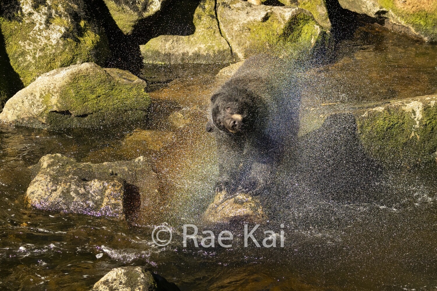 Rainbow Spray-Traditional Photo