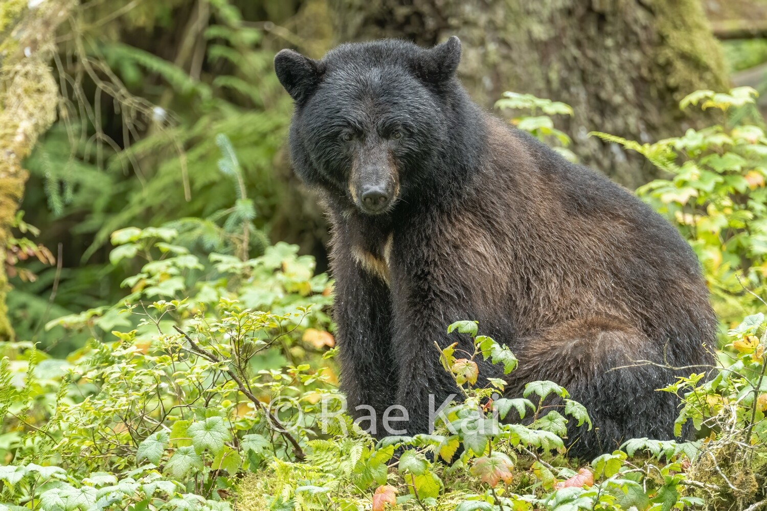 Rainforest Mama-Traditional Photo