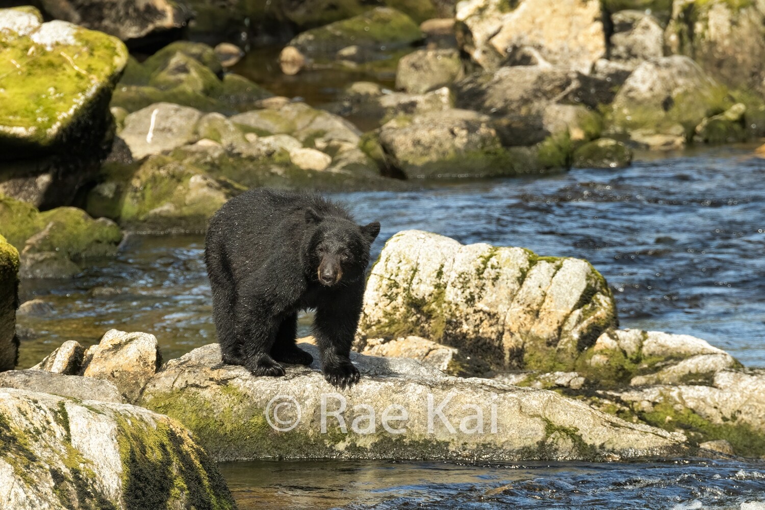 River Rock-Traditional Photo