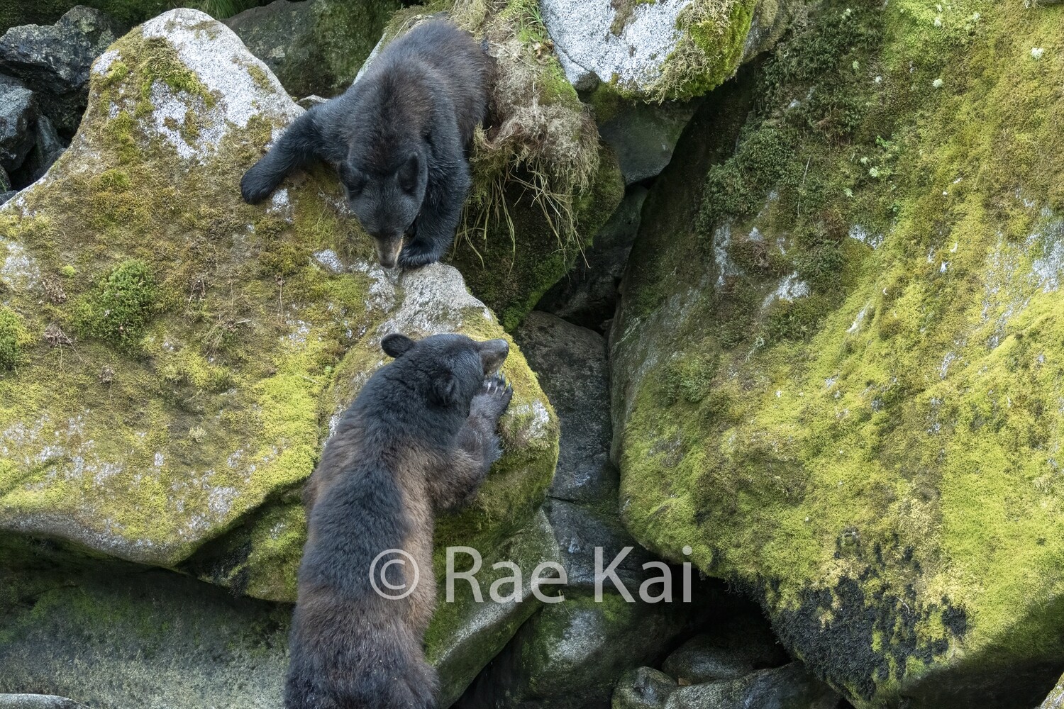 Rock Fight-Traditional Photo