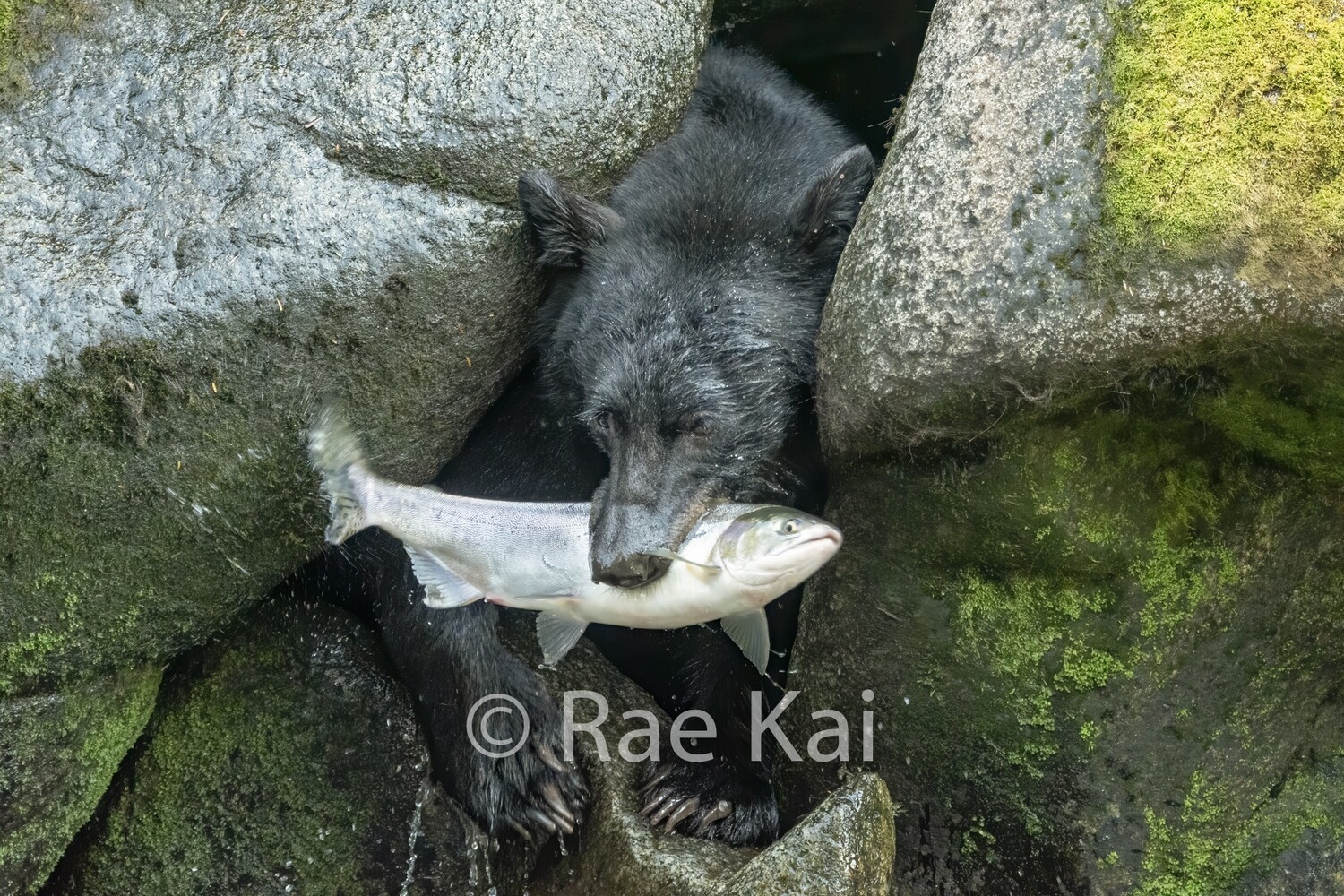 Cave Catch-Traditional Photo