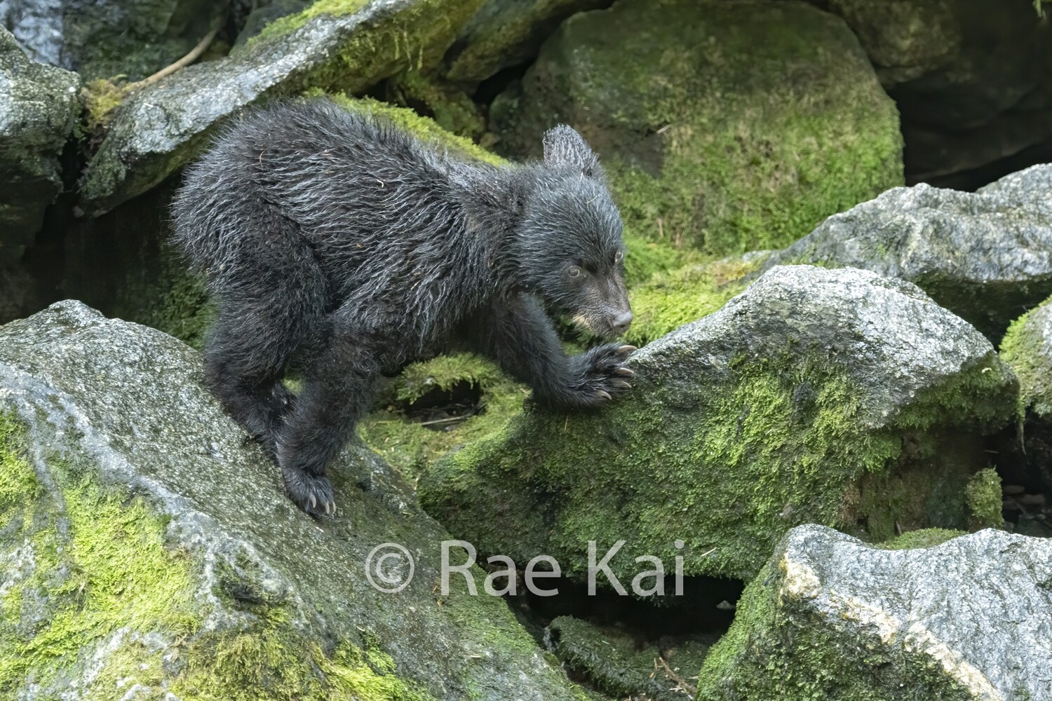 Cub Balance-Traditional Photo