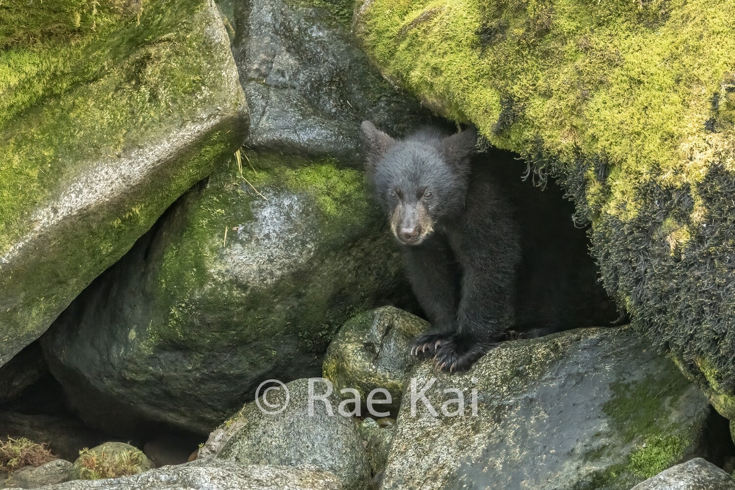 Cub In Cave-Traditional Photo