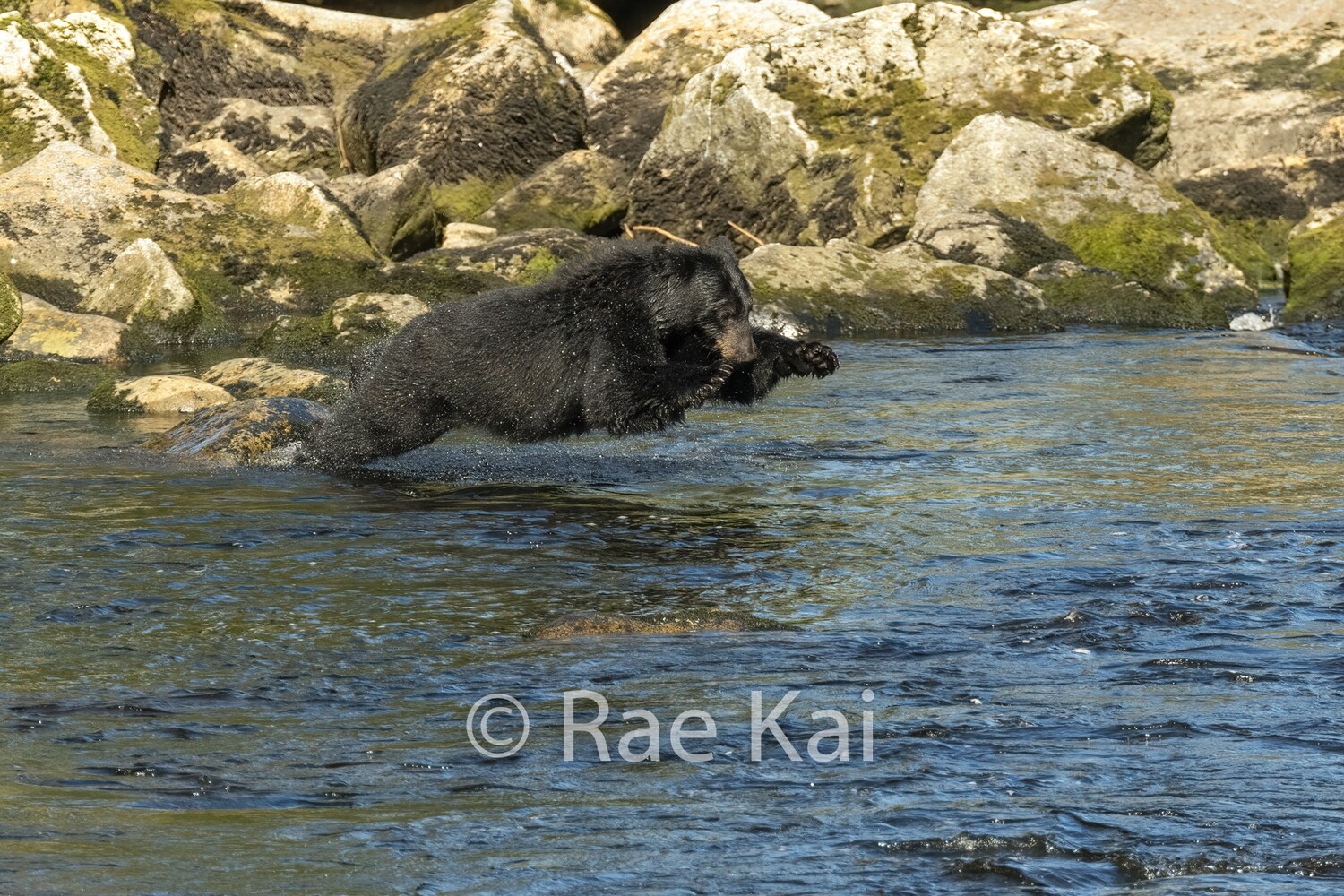 Fish Lunge-Traditional Photo