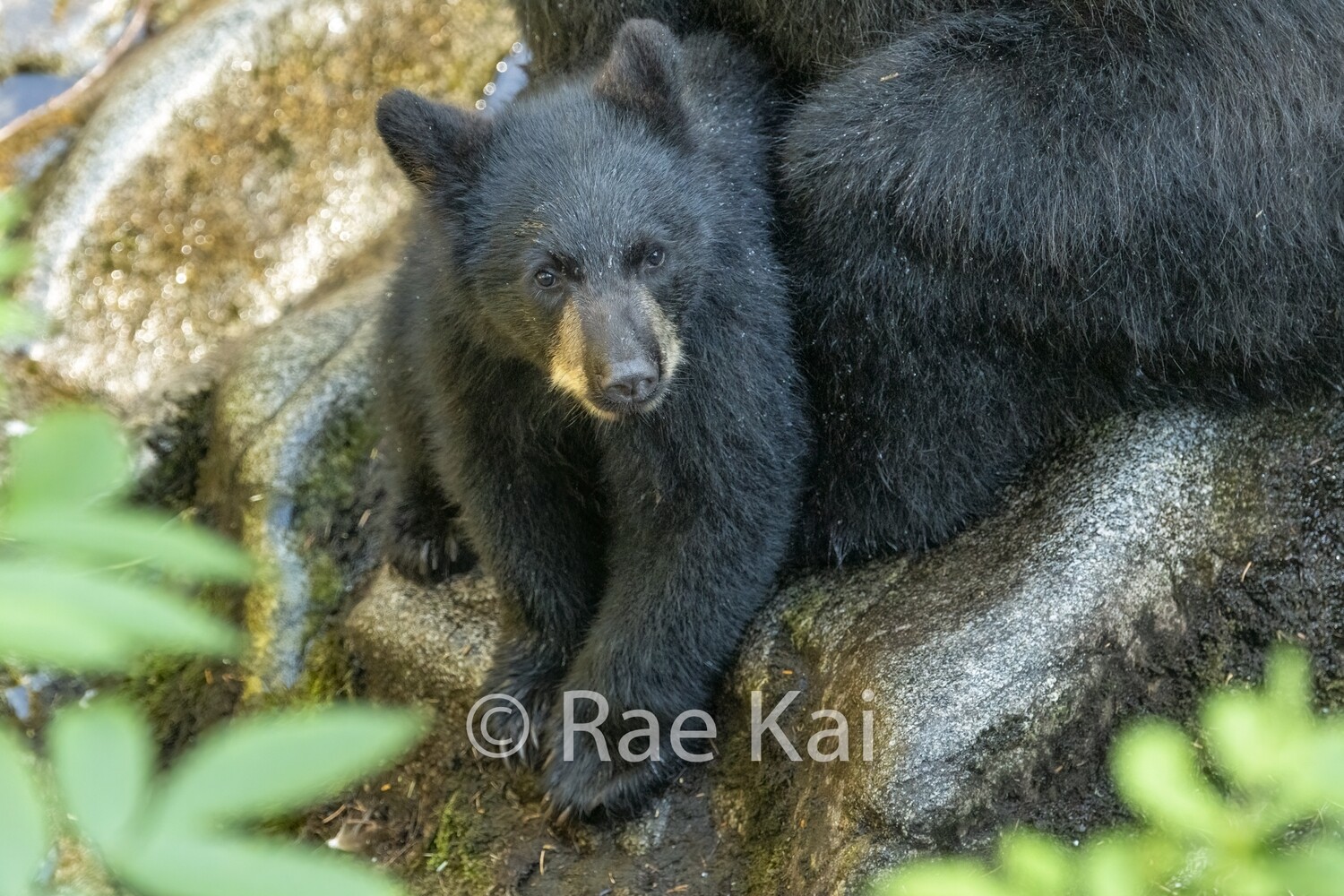Mom&#39;s Comfort-Traditional Photo