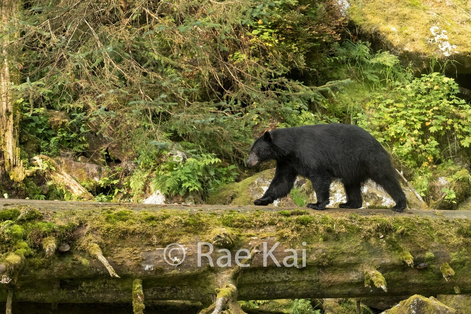 Log Walk-Traditional Photo