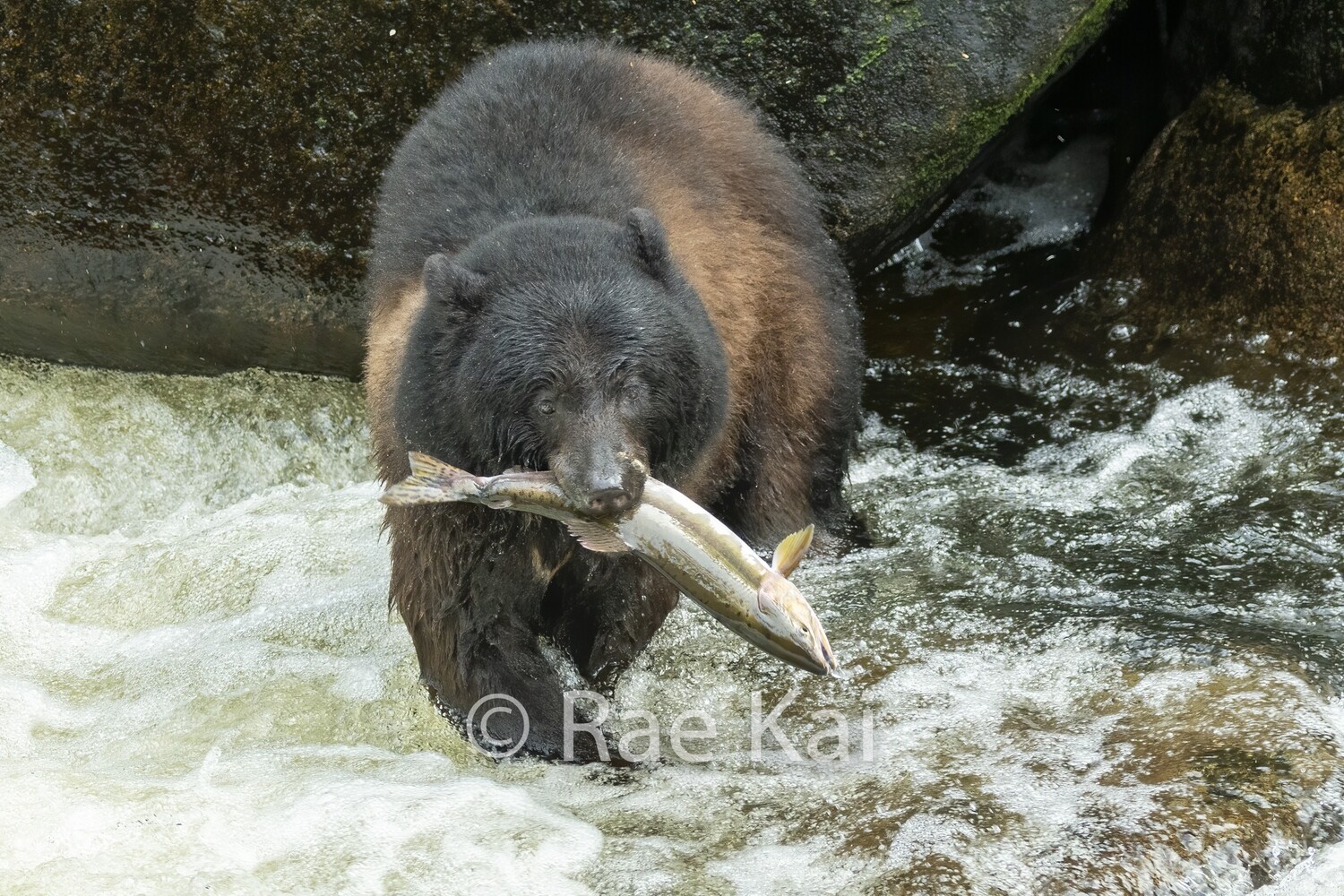 River Catch-Traditional Photo