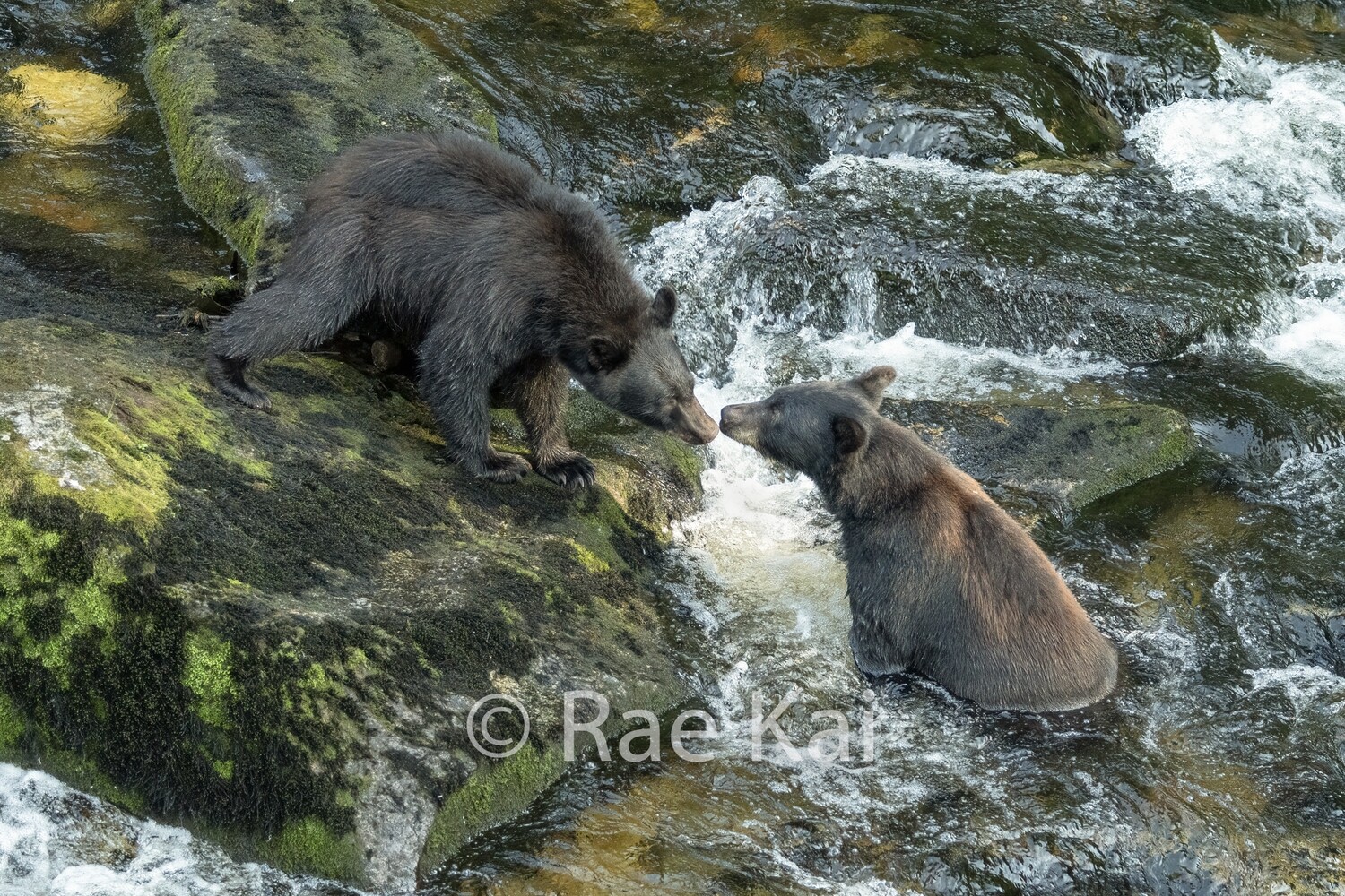River Kiss-Traditional Photo
