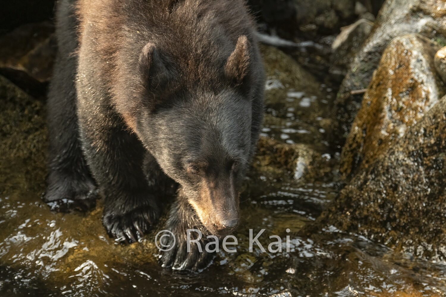 Soft Light-Traditional Photo