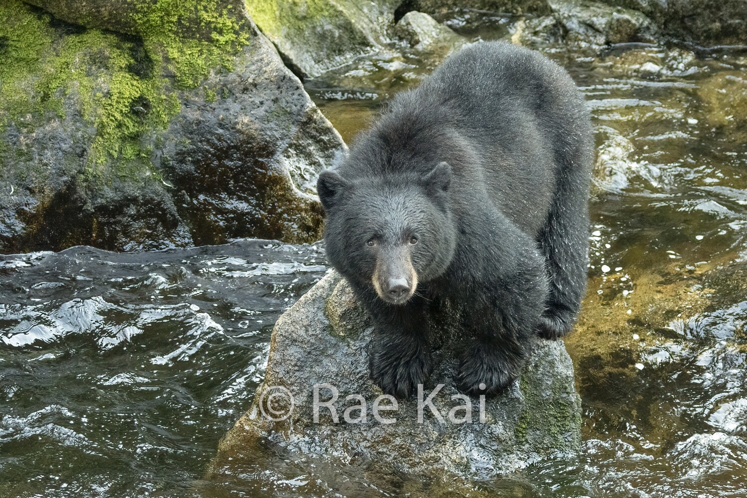 Rock Watcher-Traditional Photo