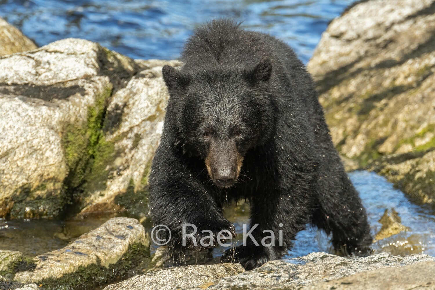 Black Bear Approach-Traditional Photo