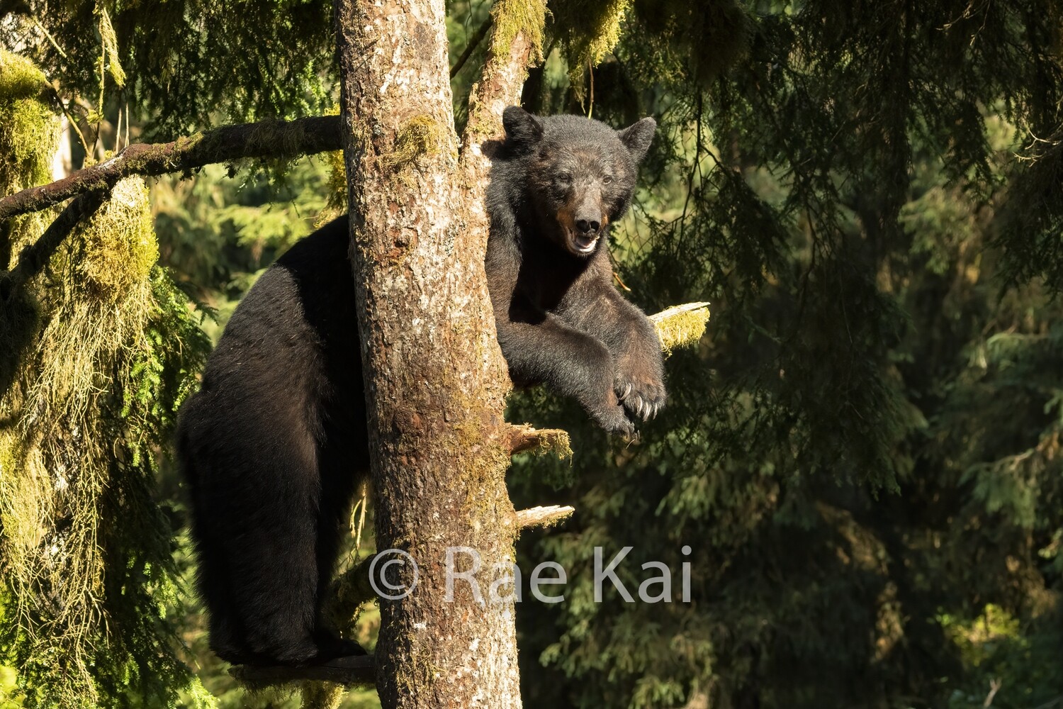 Big Mama In A Tree-Traditional Photo